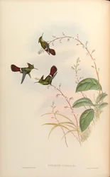 Lophornis verreauxi